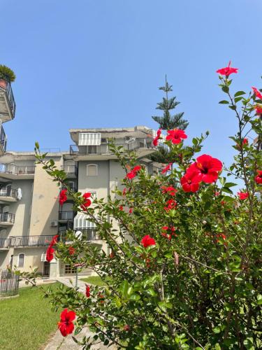 Scalea Bed & Breakfast | Savastano's Home