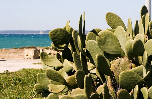 Il Monte Apartment | Beachfront apartment in Residence Rosa Virginia Pool