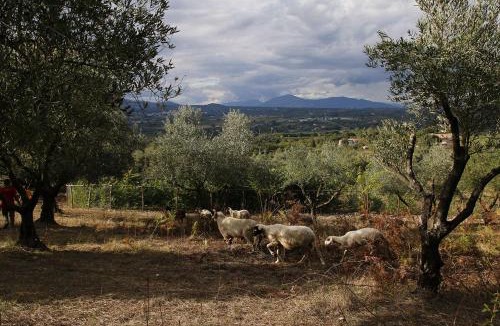 Province of Caserta House | Tenuta Cerreto