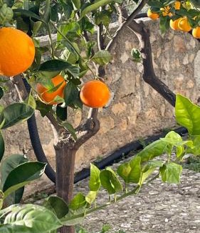 Peschici Villa | Tenuta Solleone