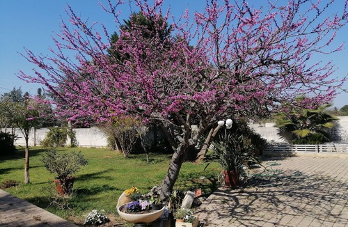 Arnesano Villa | The residence of the olive trees - infinity pool, exclusive use