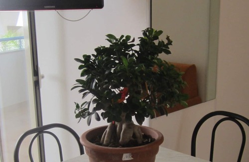 Baia Verde Apartment | Two-room apartment 4 places close to the sea