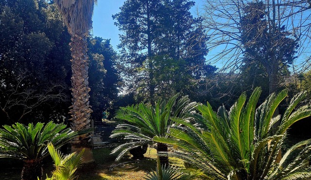 La Pineta