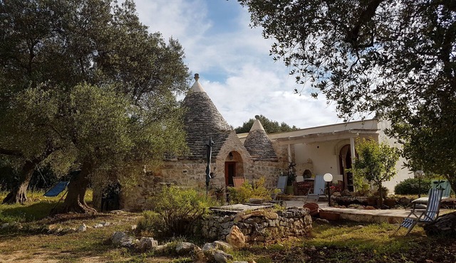 TRULLO in an evergreen olive grove in Salento, Apulia.