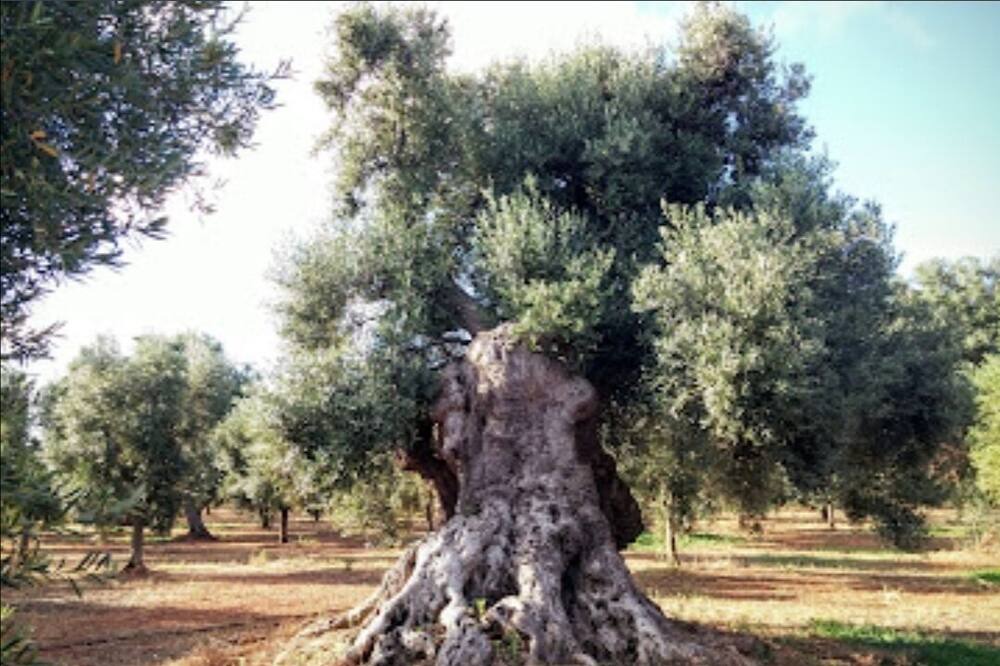 Photo of Outdoor in Ostuni