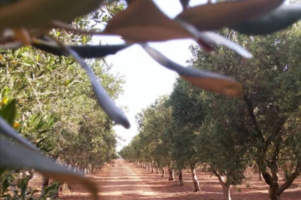 Photo of Outdoor in Ostuni