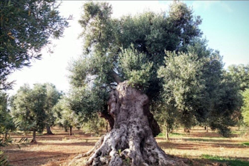 Photo of Outdoor in Rosa Marina
