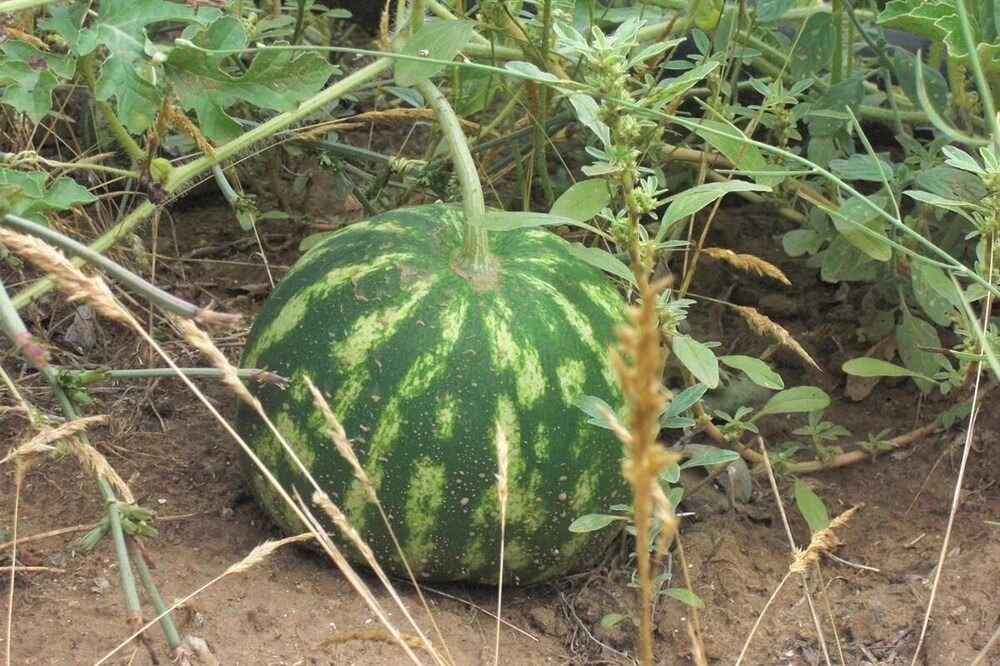 Photo of Others in Cutrofiano