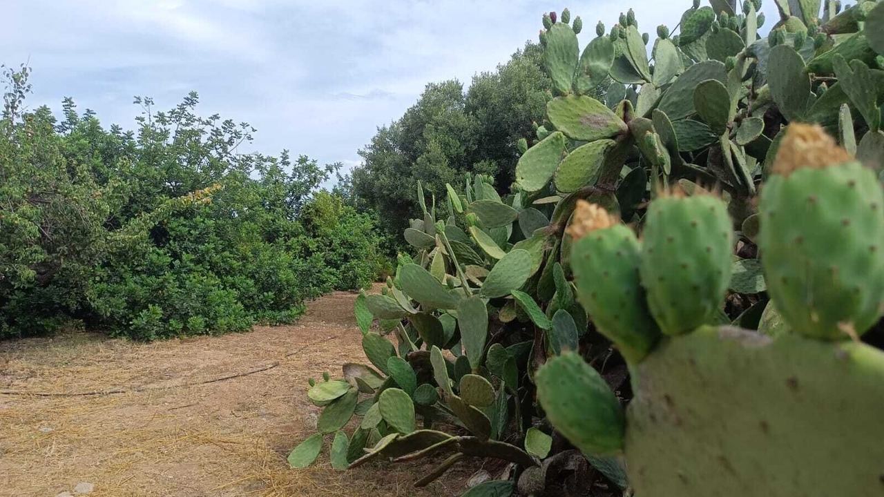 Photo of Outdoor in Lizzano