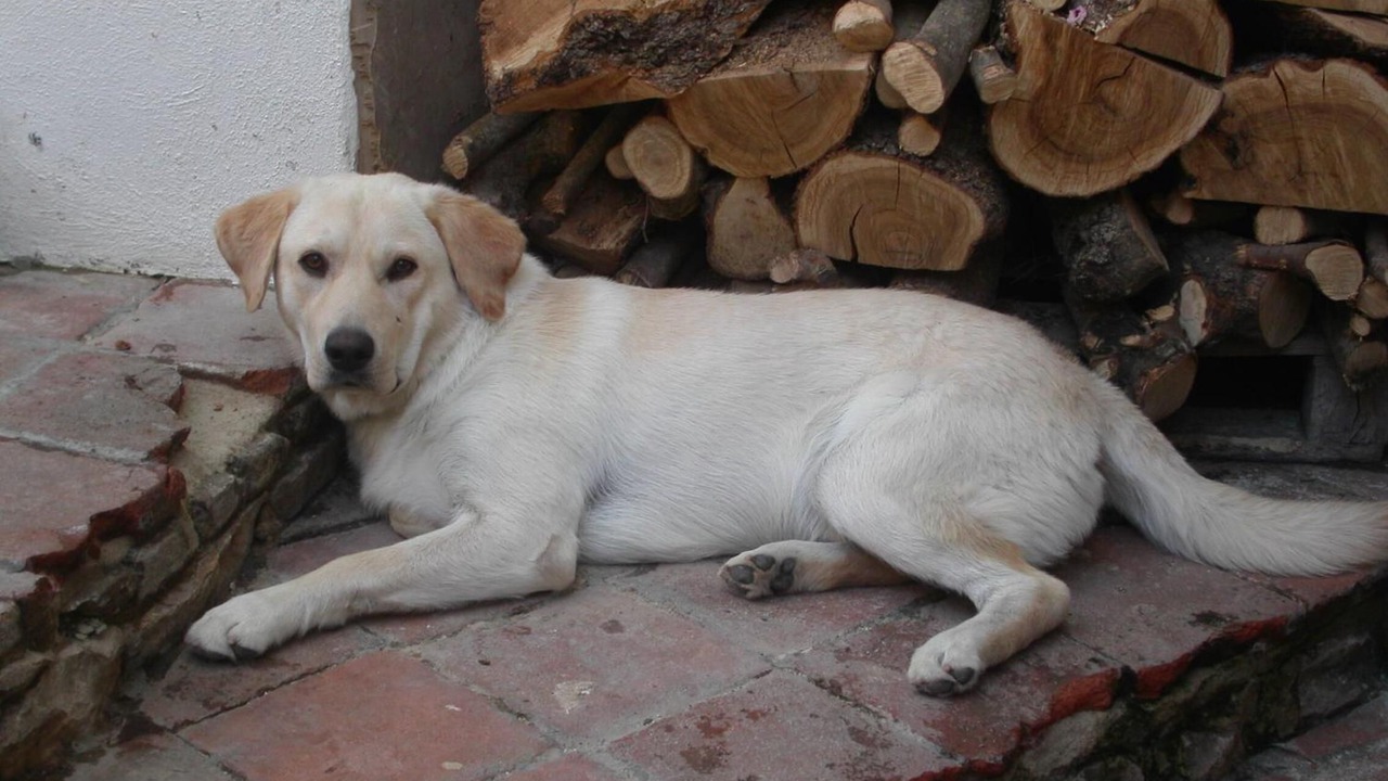 Photo of Others in Pauli Arbarei