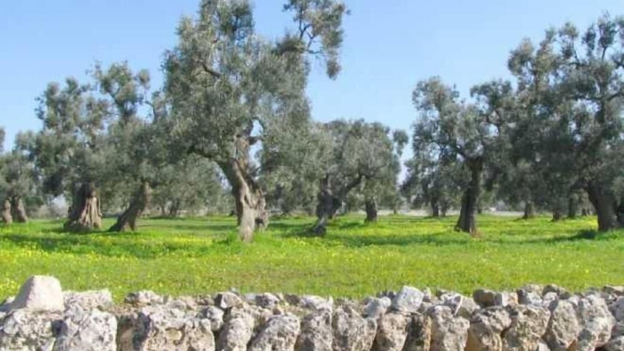 Photo of Outdoor in Antonelli