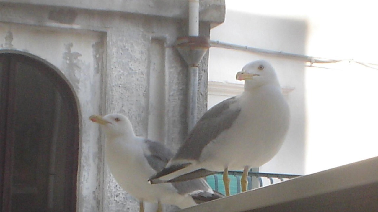 Photo of Others in Peschici