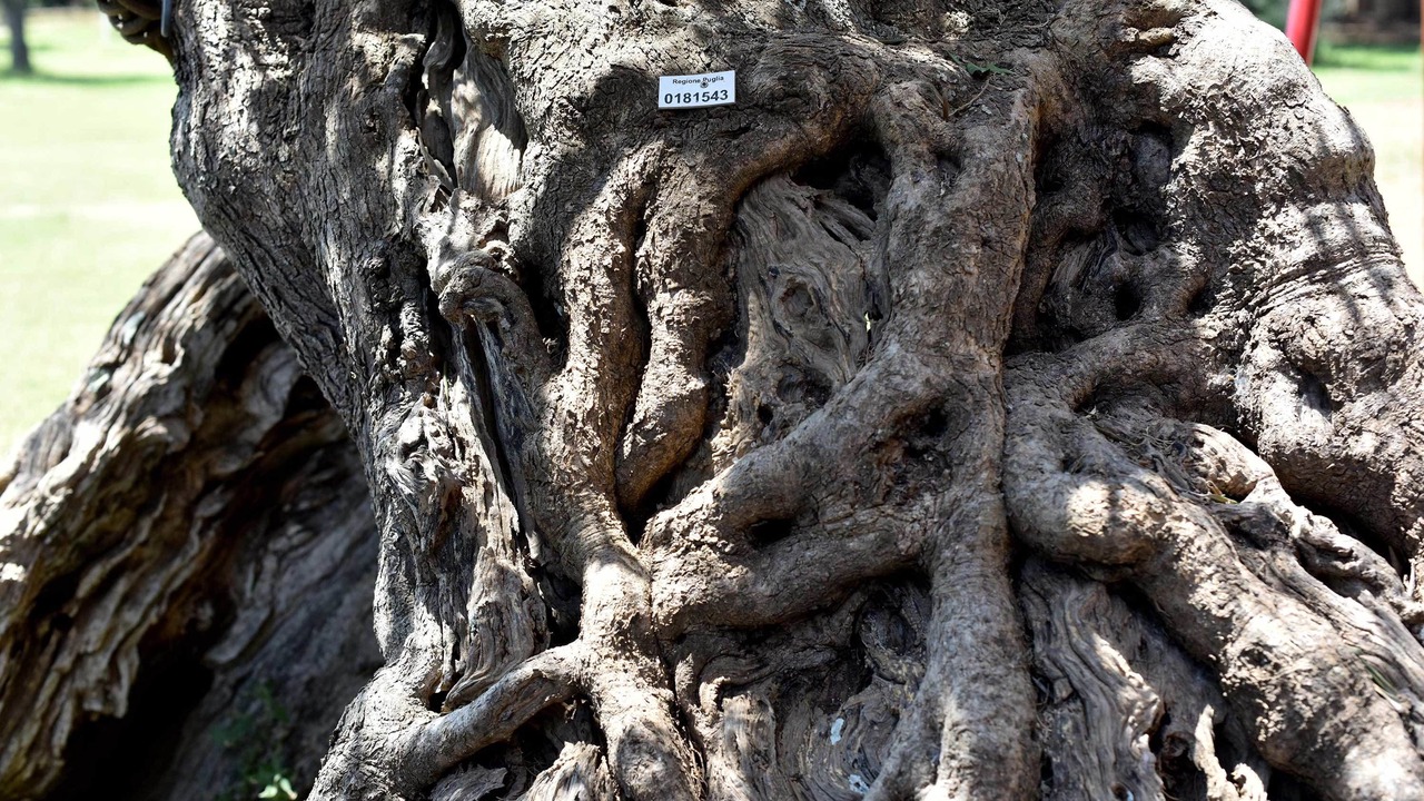 Photo of Outdoor in Alezio