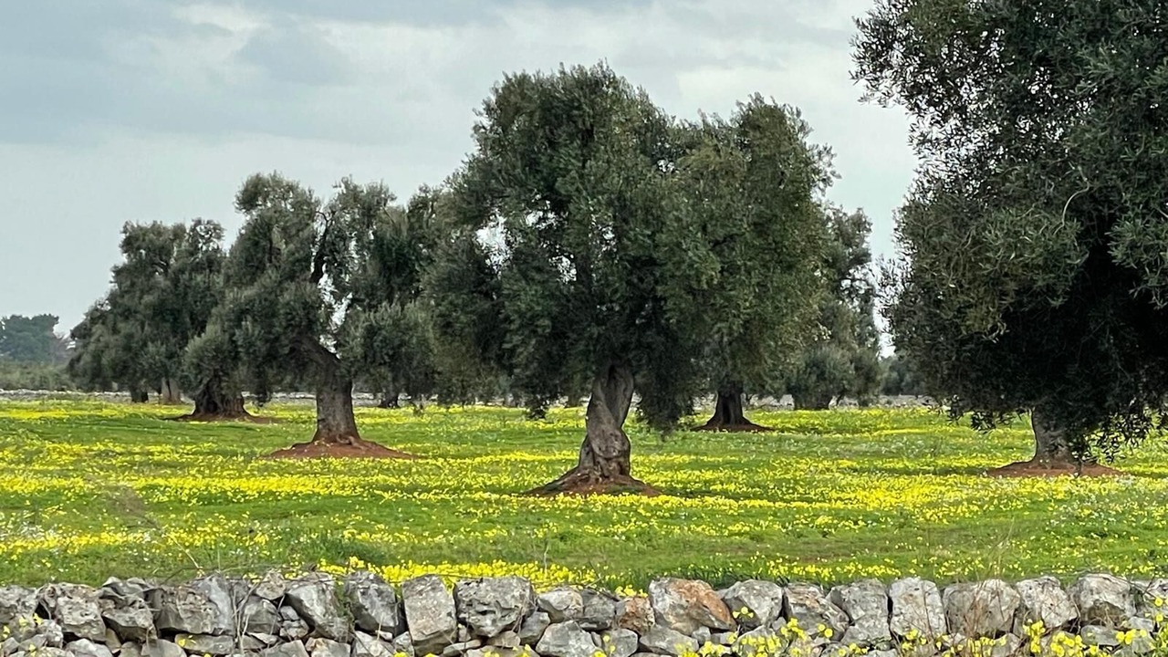 Photo of Others in Cisternino