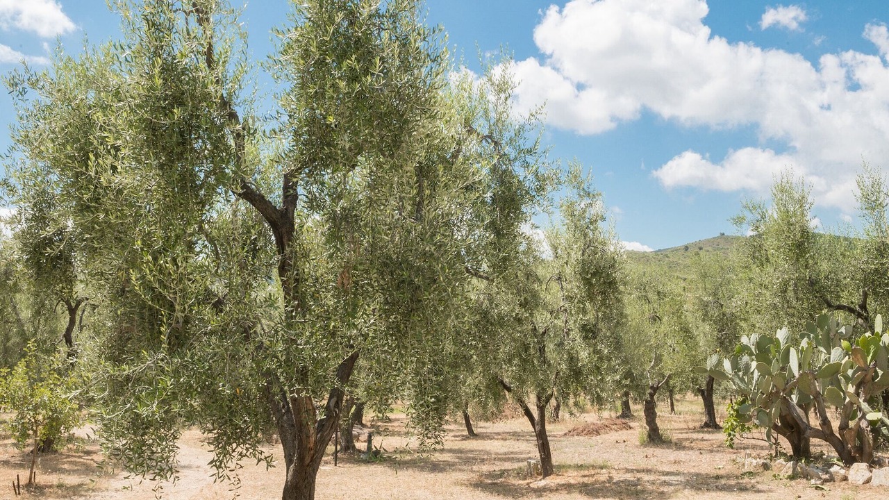 Photo of Others in Chiesiola