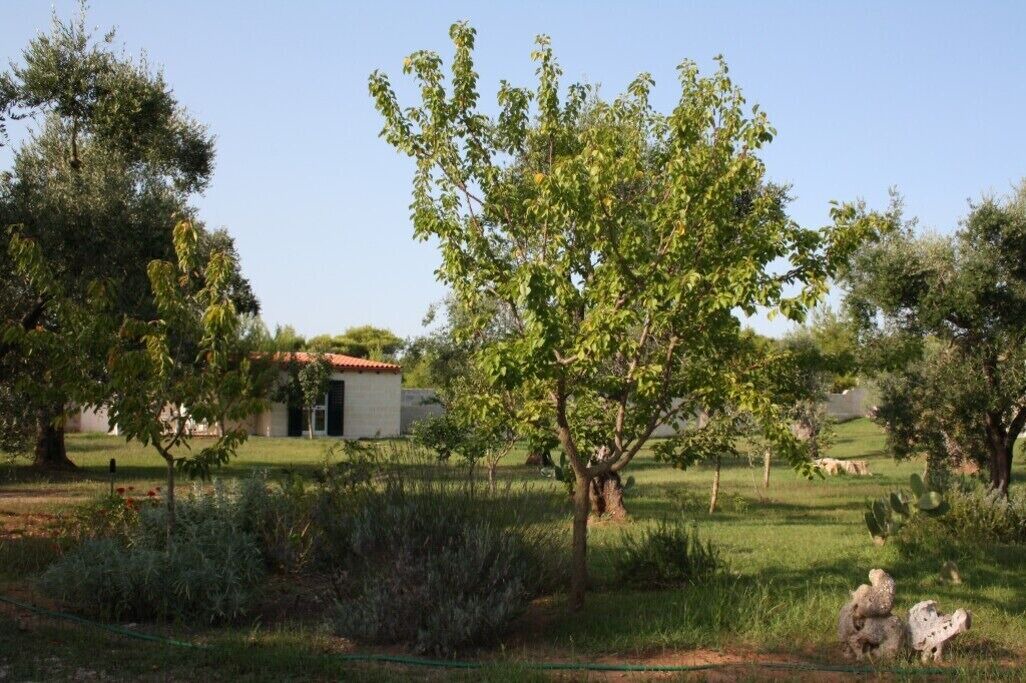 Photo of Outdoor in Torre Specchia Ruggeri