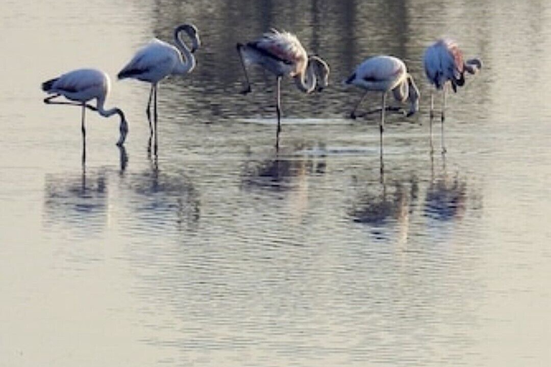 Photo of Others in Porto Cesareo