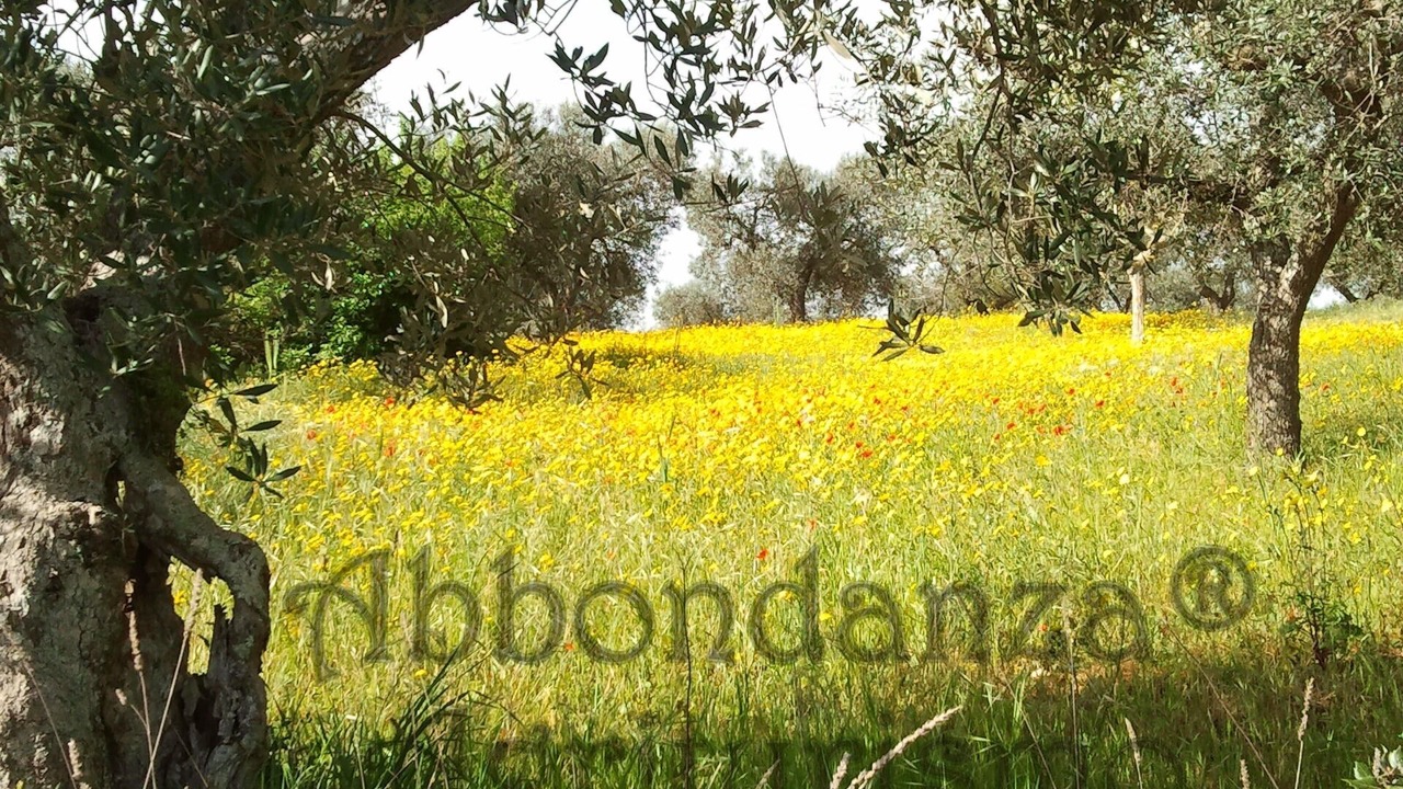 Photo of Outdoor in Alberobello