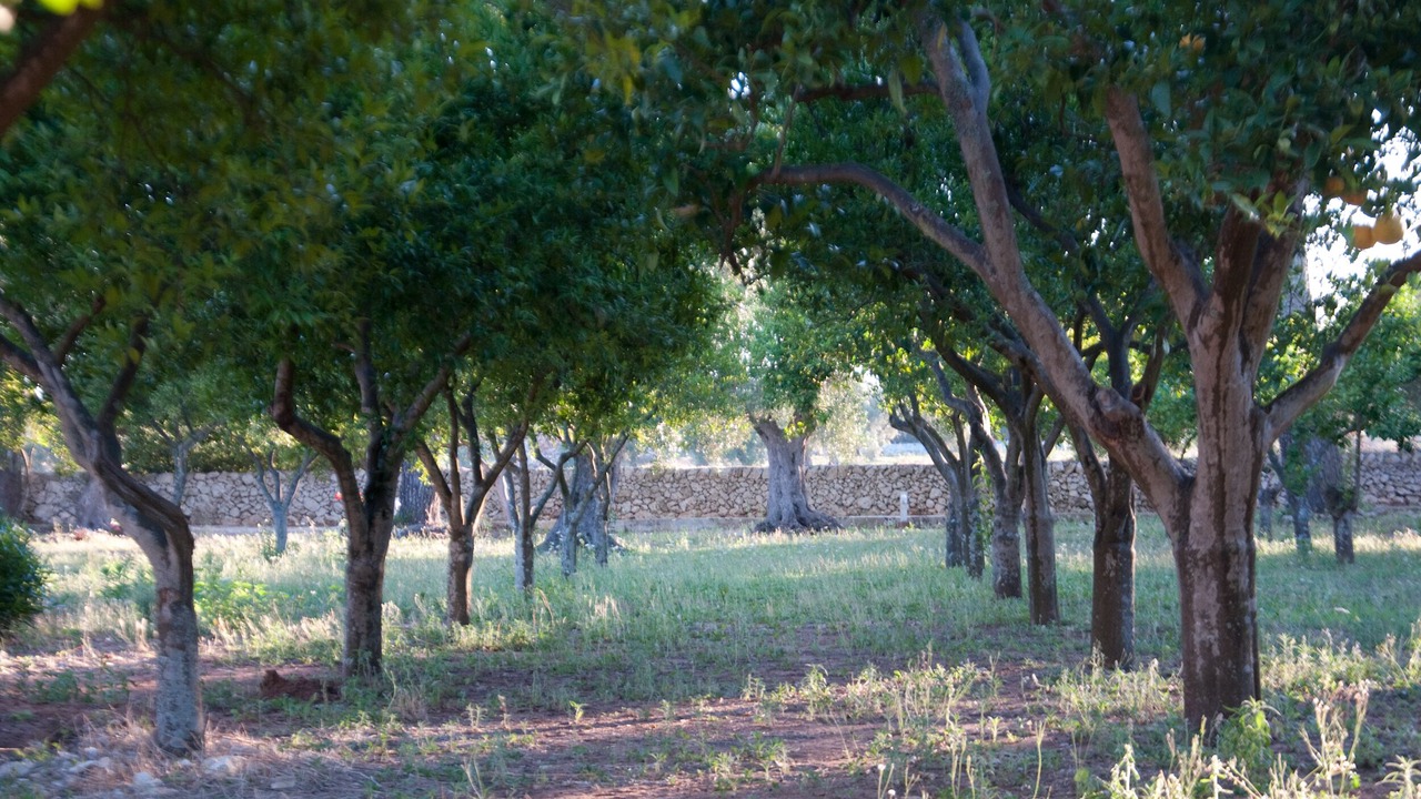 Photo of Outdoor in Martano