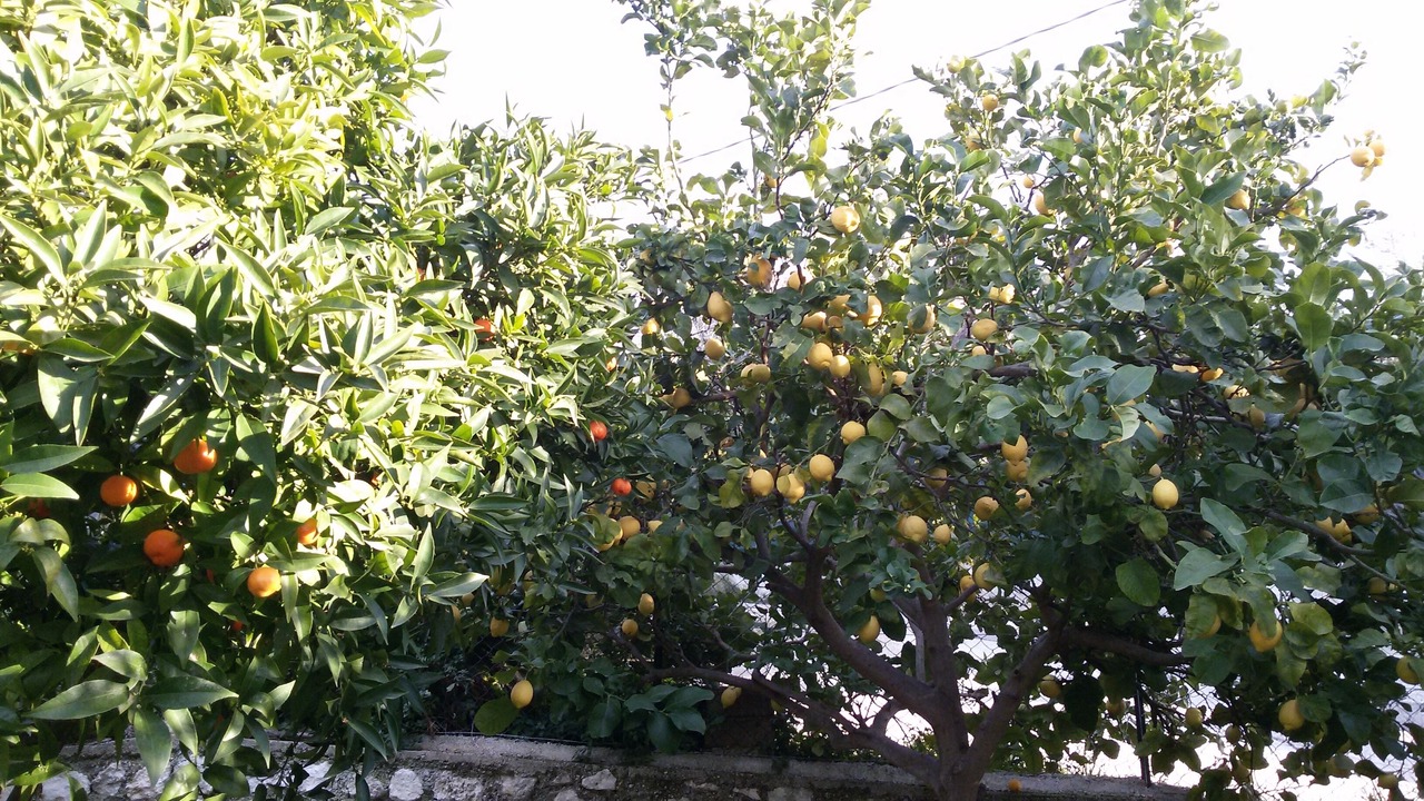 Photo of Outdoor in Peschici