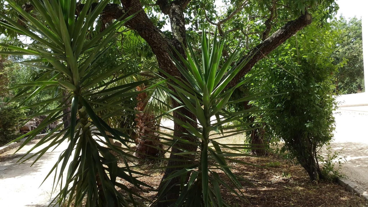 Photo of Outdoor in Ceglie Messapica