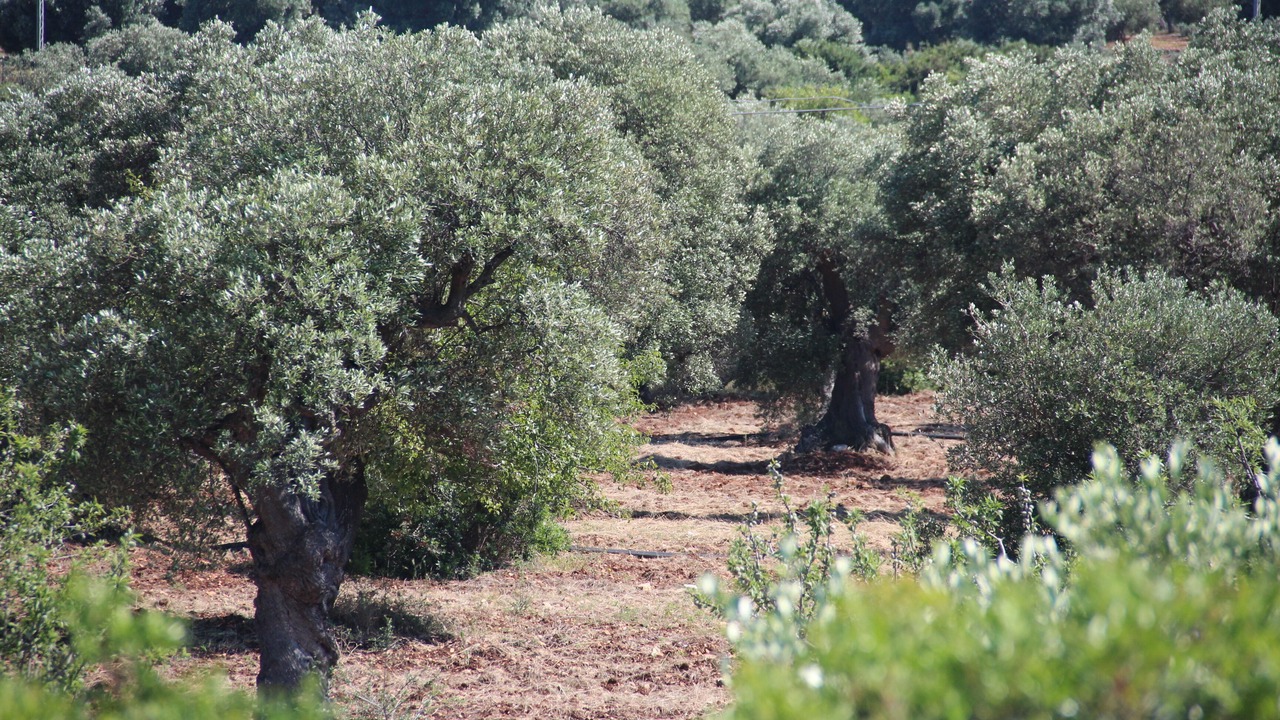 Photo of Outdoor in Ceglie Messapica