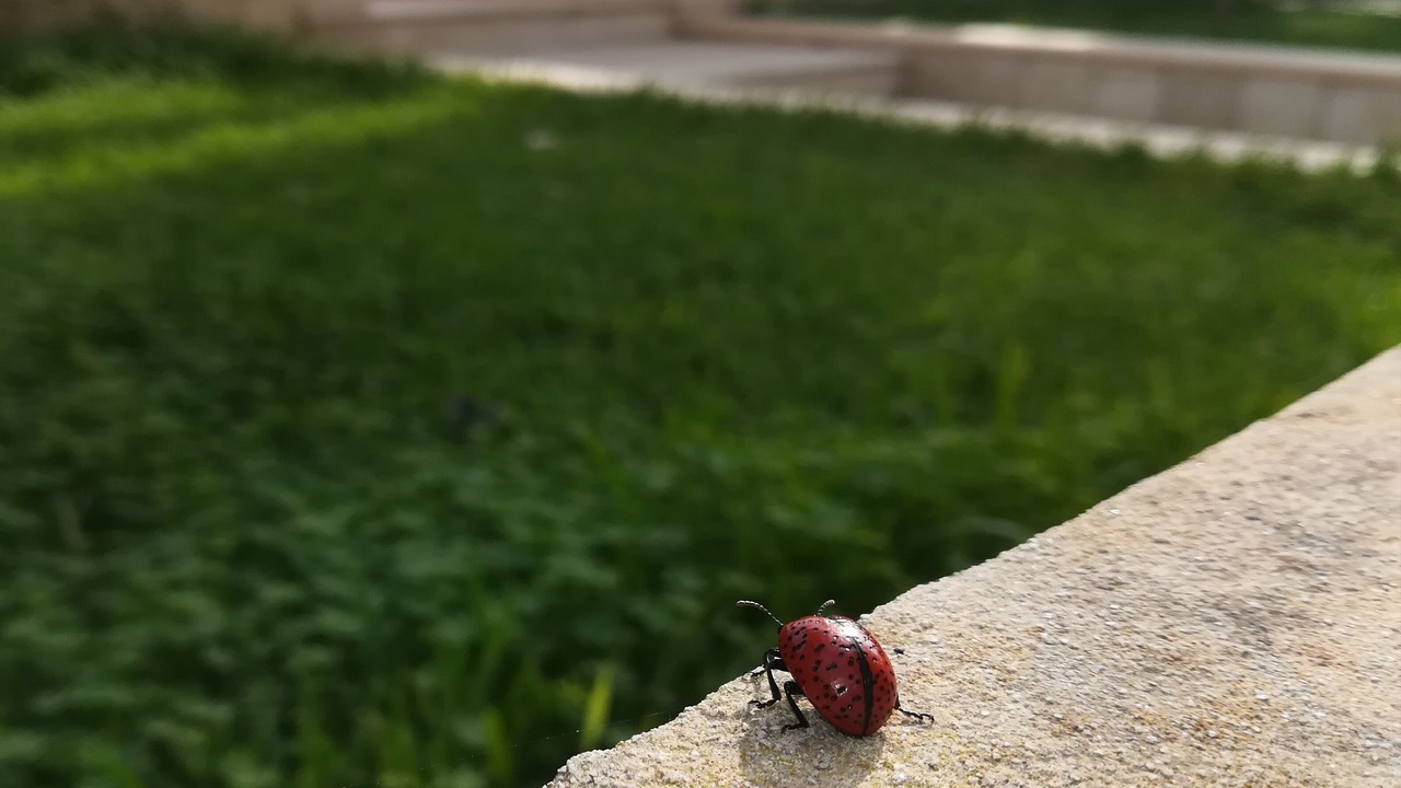 Photo of Outdoor in Reitani