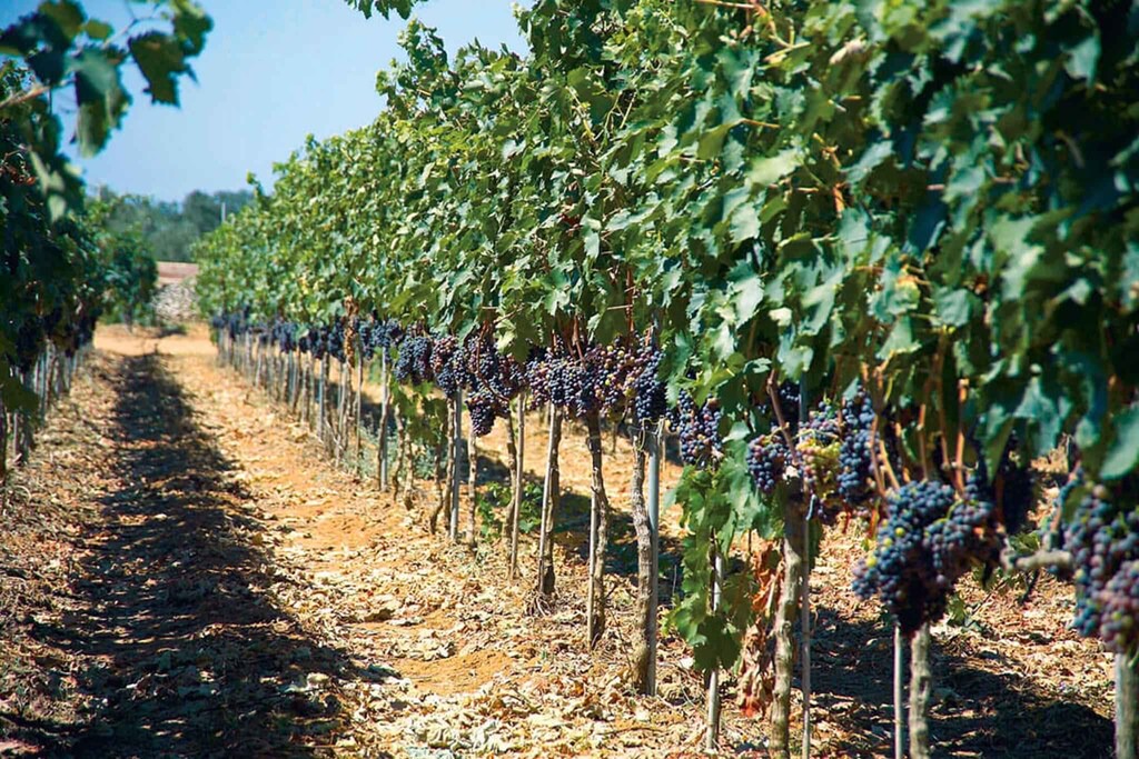 Photo of Outdoor in Il Monte