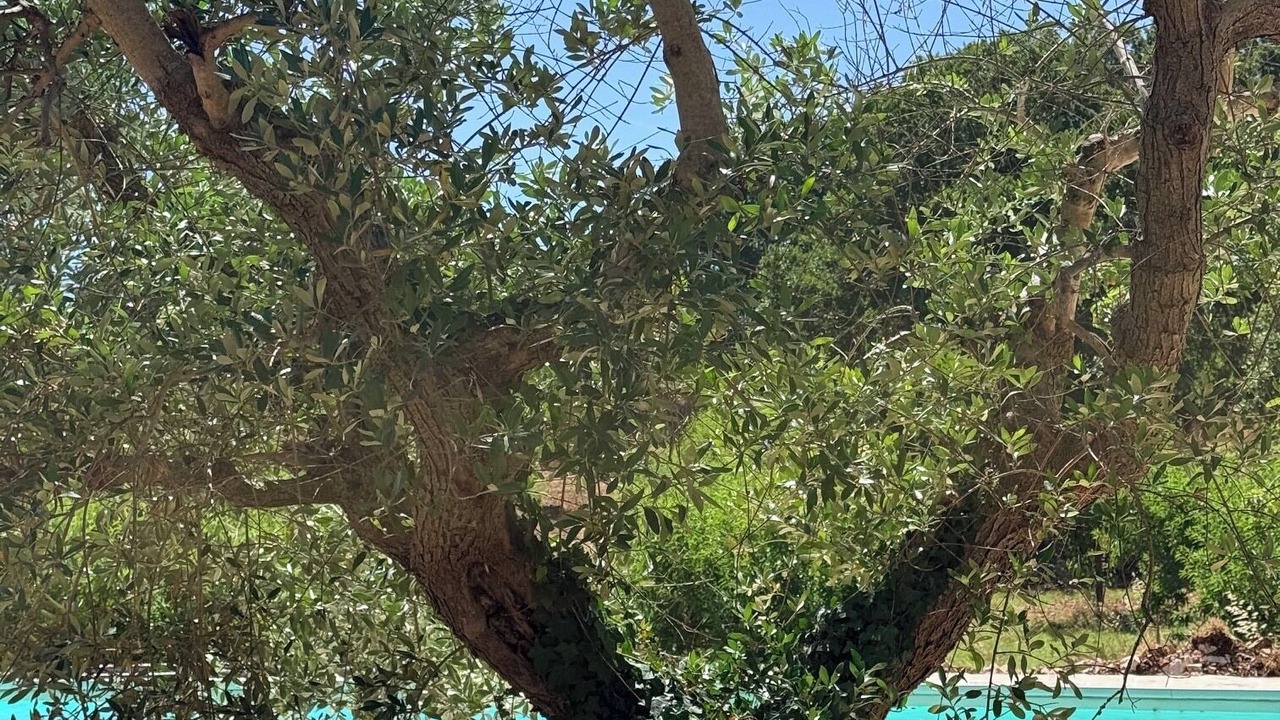 Photo of Others in Locorotondo
