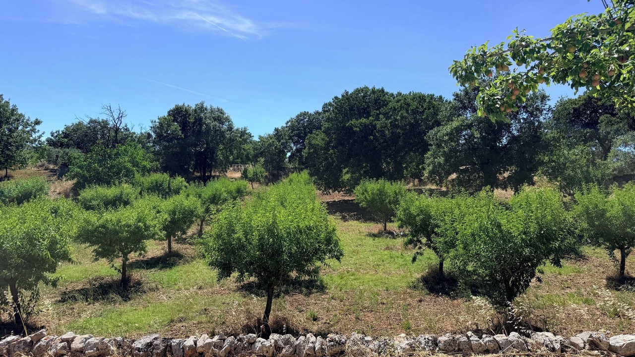 Photo of Others in Locorotondo