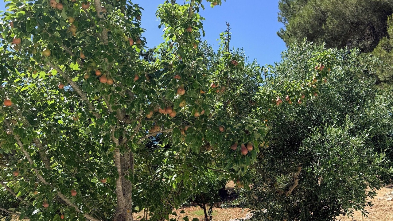 Photo of Outdoor in Locorotondo