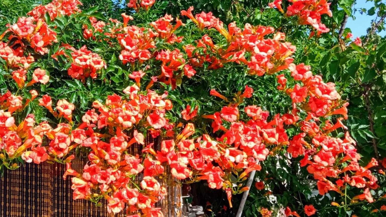 Photo of Outdoor in Tricarico
