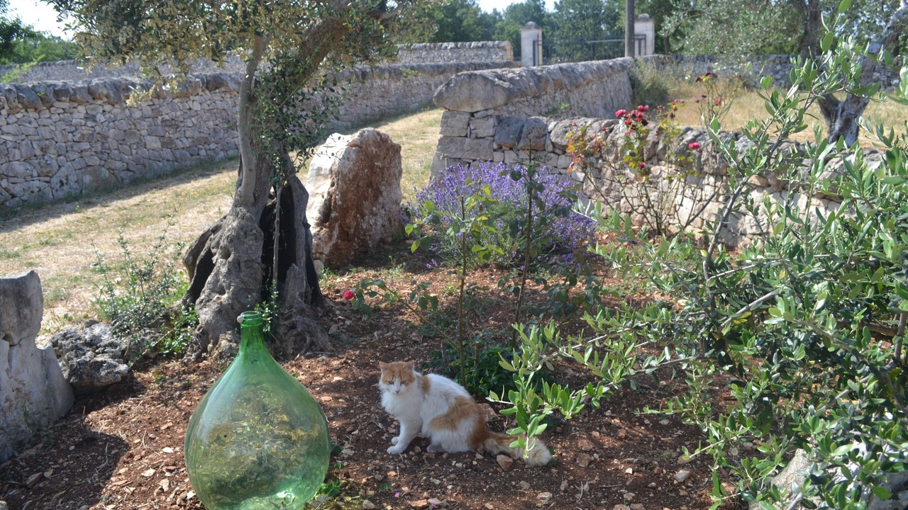 Photo of Outdoor in Martina Franca
