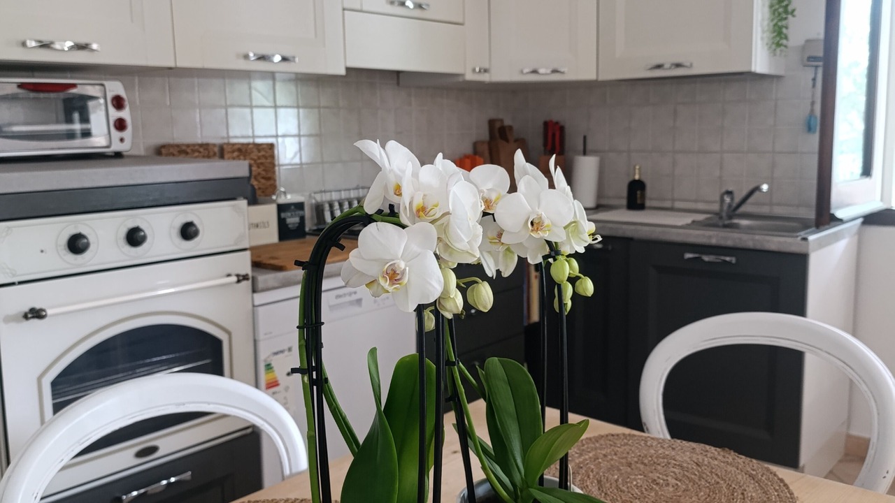 Photo of Kitchen in Sas Linnas Siccas