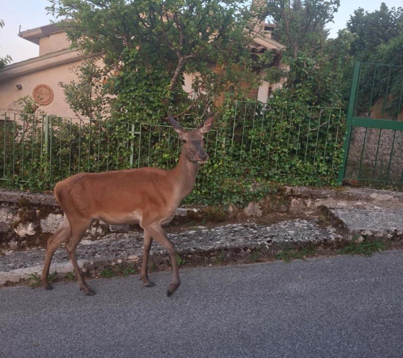 Photo of Others in Civitella Alfedena