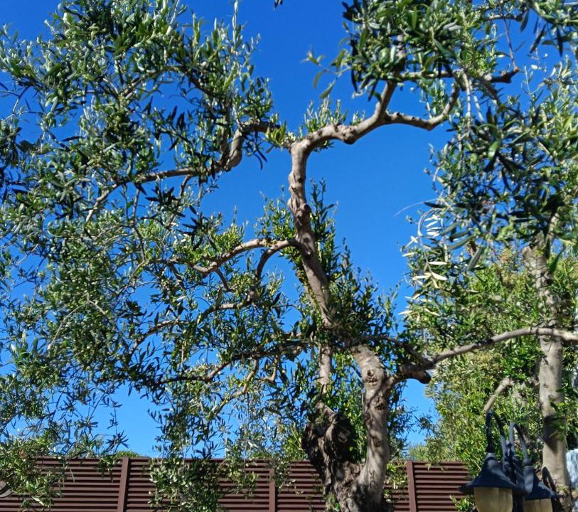 Photo of Outdoor in Bisceglie