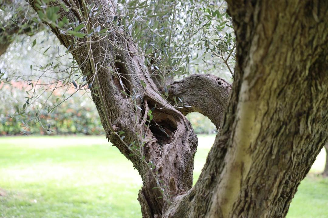 Photo of Others in Patrignano