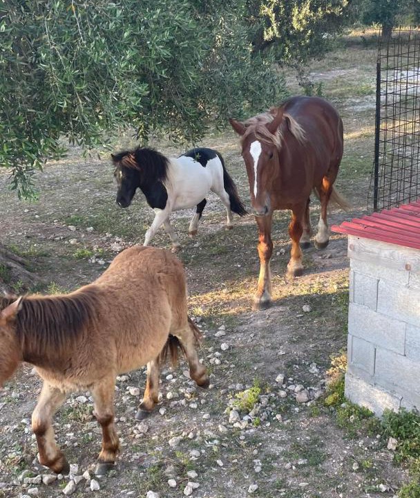 Photo of Others in Peschici