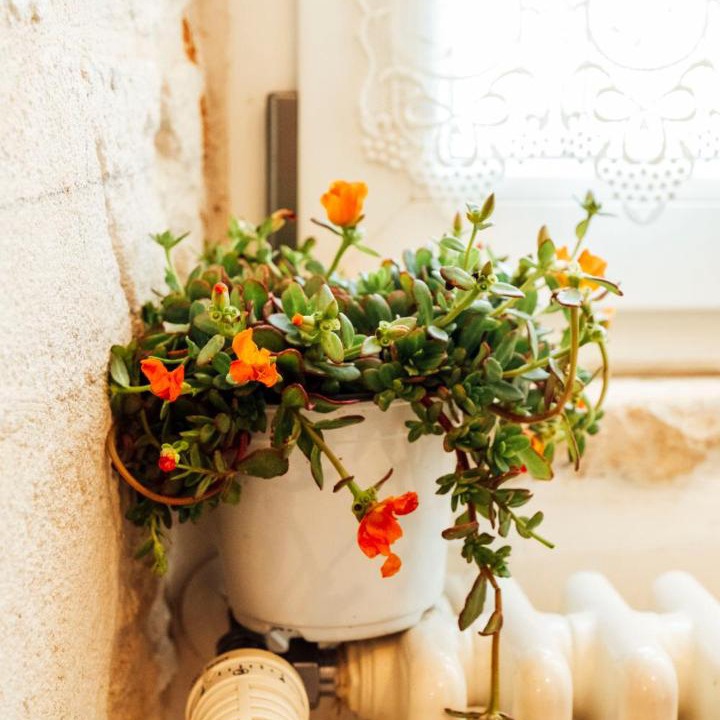 Photo of Others in Martina Franca