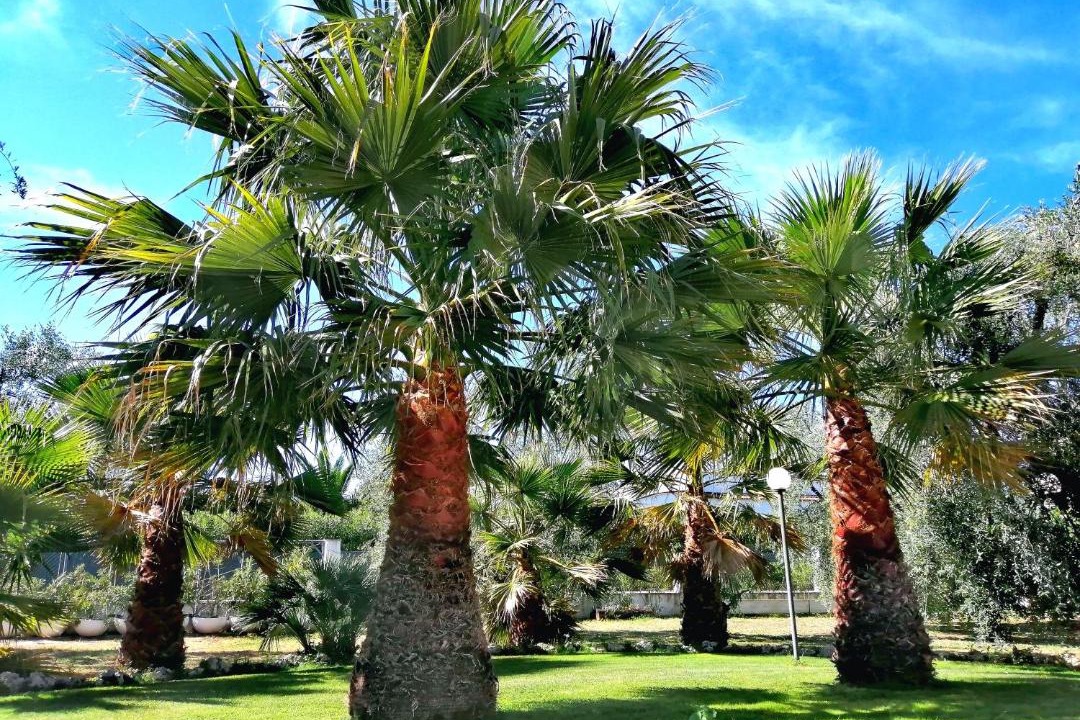 Photo of Outdoor in Peschici