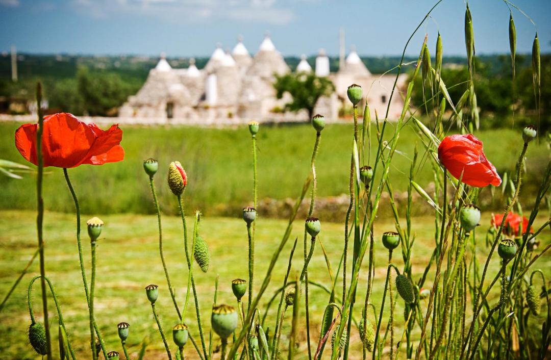 Photo of Buildings in Martina Franca