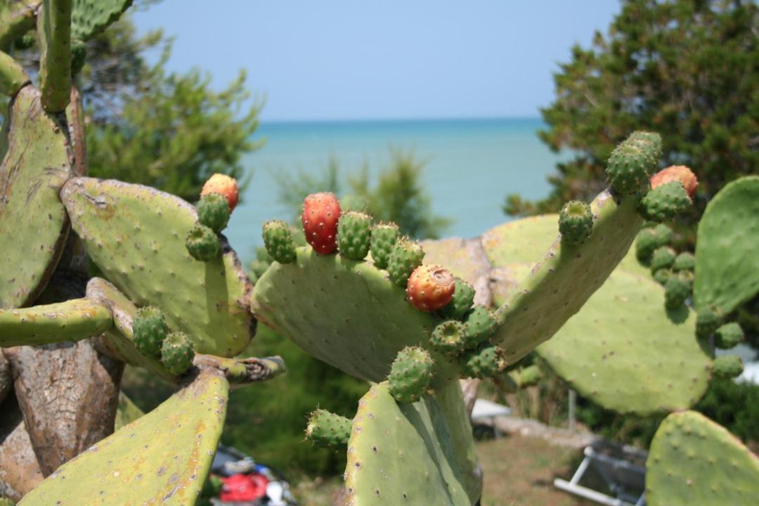 Photo of Others in Peschici