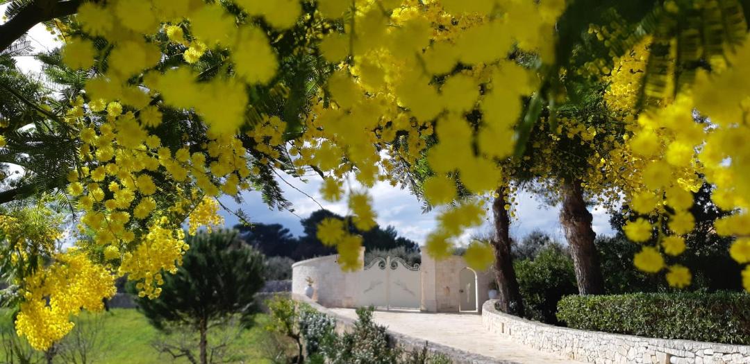 Photo of Others in Cisternino