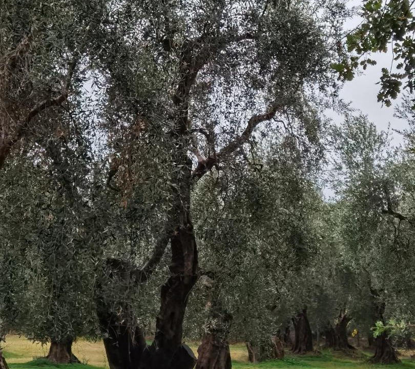 Photo of Others in Peschici