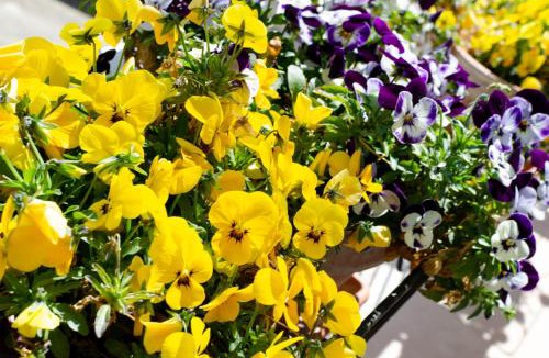 Gioia del Colle Bed & Breakfast | Casa Gentile Carducci